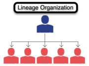 Lineage Organization